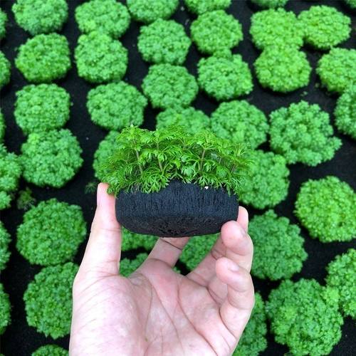 小宝塔大坨草缸造景水草场直发懒人水培增氧淡新手真活体水草植物