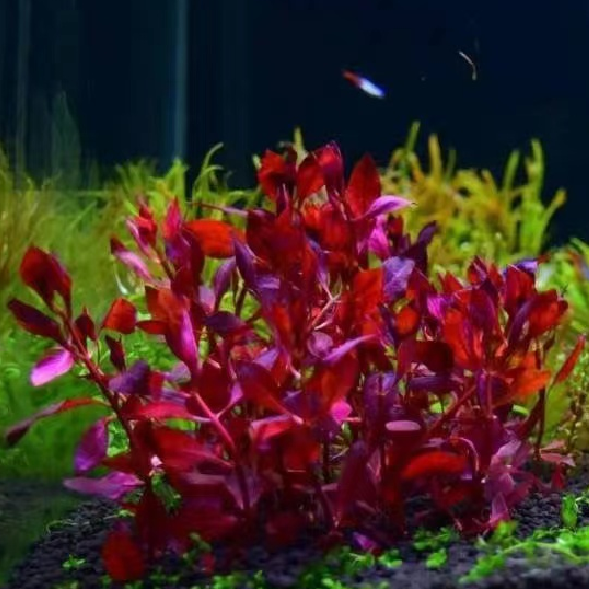 紫红玫瑰丁香鱼缸造景中后景淡水水草