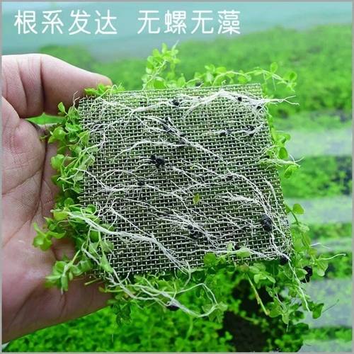 前景爬地矮珍珠趴地迷你鱼缸造景真水草懒人速成阴性淡水新款