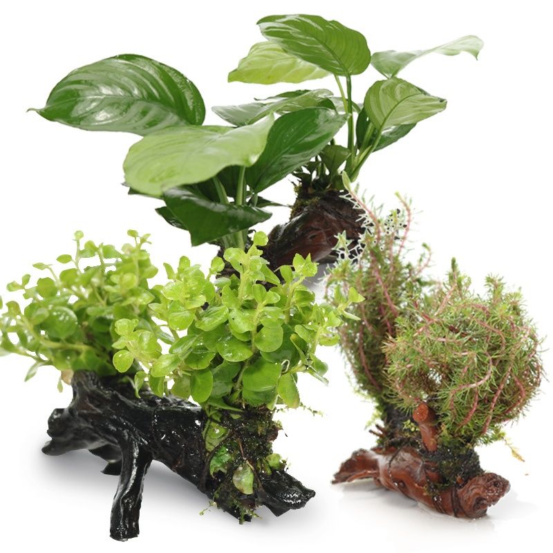 沉木水草树鱼缸装饰造景套餐小水榕懒人真水草观赏鱼椒草植物森林