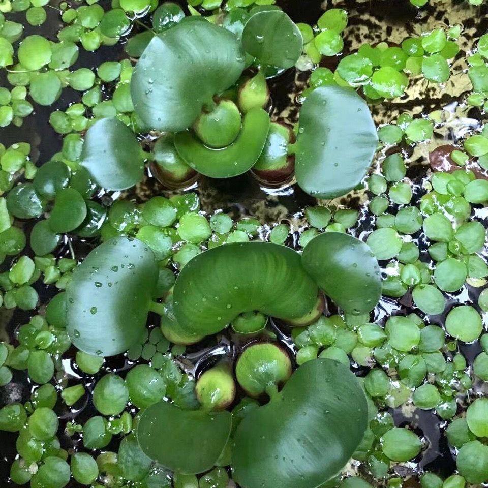 水葫芦苗水植物盆栽水培四季鱼虾养龟宿舍陆缸室内草四季净化水质