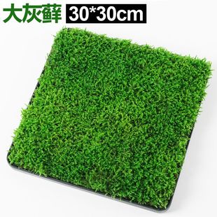 特级整块大灰藓铺面苔藓造景新鲜青苔假山水陆缸diy材料植物素材