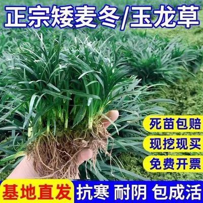 超矮麦冬草玉龙草方盘苗花园庭院绿植草皮真草庭院草坪四季青耐寒