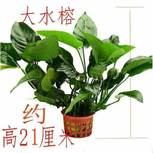 鱼缸造景活体植物大水榕水草种子沉木阴性有茎类水榕水草水草好养