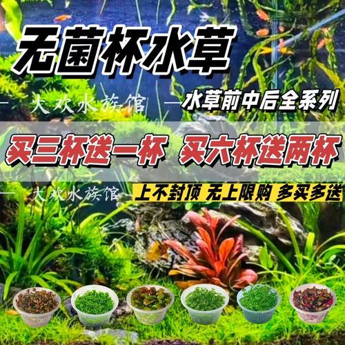 水草迷你植物水培淡水活体真草后景净化鱼缸造景懒人套餐阴性