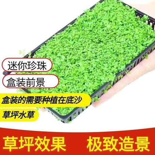 阴性水草鱼缸真草爬地矮珍珠懒人造景前景矮草坪迷你矮无需大坨草