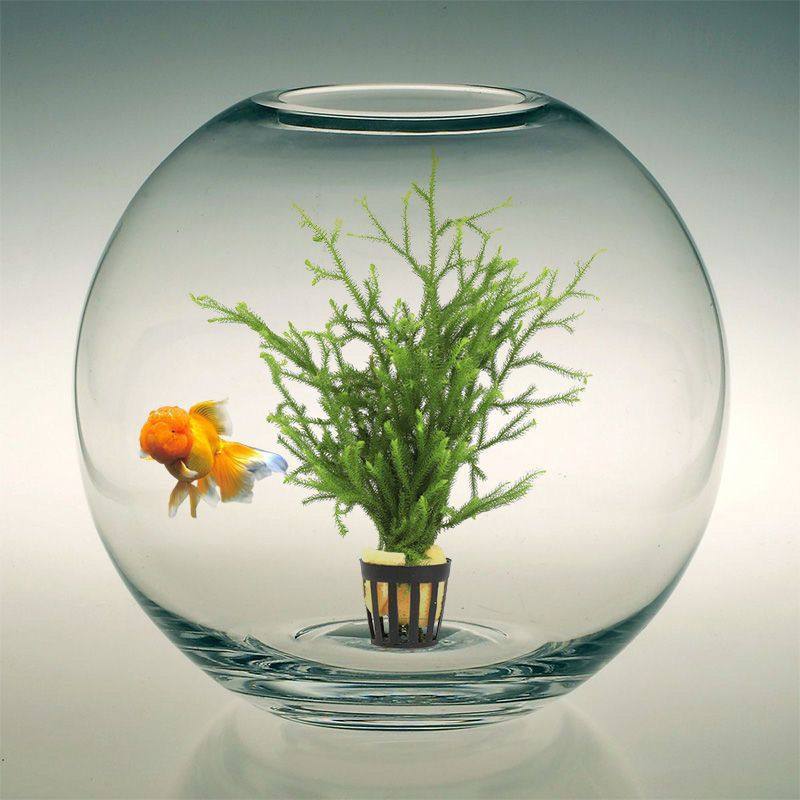 鹿角榕懒人水草植物淡水无土耐低温苔藓鱼缸生态瓶雨淋缸造景