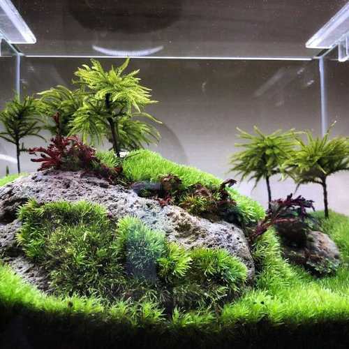 水草鱼缸鱼草万年藓水草活体耐活耐低温苔藓鱼缸水族箱生态瓶造景