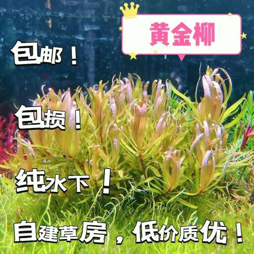 黄金柳坨草火焰丁香小宝塔套餐鱼缸懒人水草后景净化增氧阴性新手