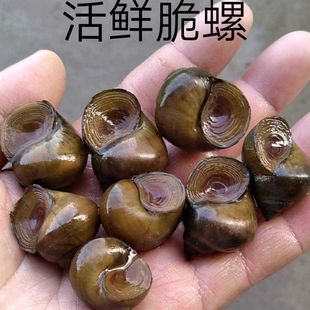 湖北薄克鲜活鲜活鱼饵青鱼乌青打窝石螺脆螺脆螺打窝螺野钓螺蛳