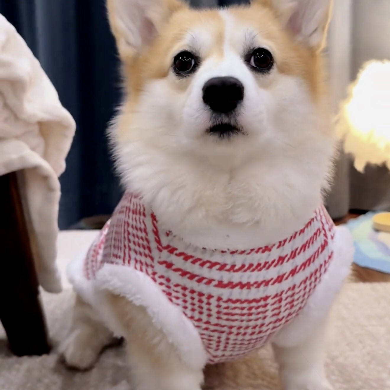 柯基狗狗衣服秋冬装柴犬腊肠法斗小中大型犬金毛拉布拉多冬天棉衣