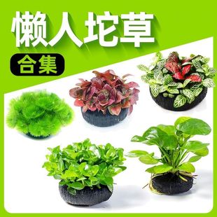 懒人大坨水草组合套餐鱼缸净化水质 坨草植物鱼缸造景专用水草