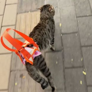 猫后腿无力辅助带高龄老年犬残疾犬宠物康复锻炼带上楼协助带遛猫