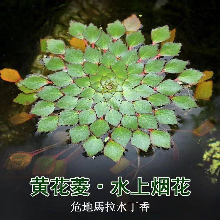 水上烟花危地馬拉水丁香水生植物浮萍黃花菱稀有鱼缸造景摆件水草