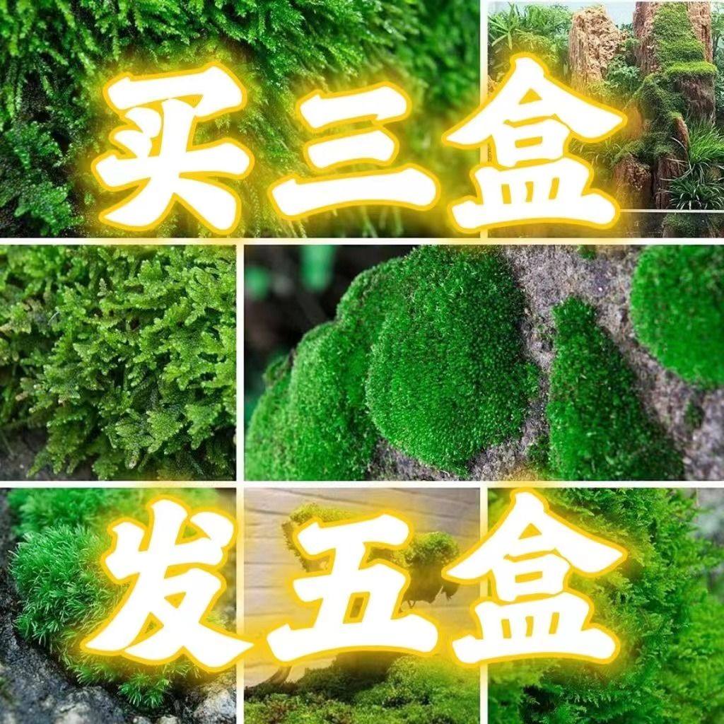 鲜活苔藓盆景假山装饰水陆缸微景观生态瓶铺面植物材料青苔白发藓