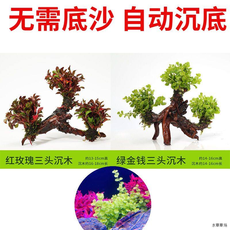 绿金钱坨草懒人中后景真水草增氧自动沉底造景植物红玫瑰水培阴性