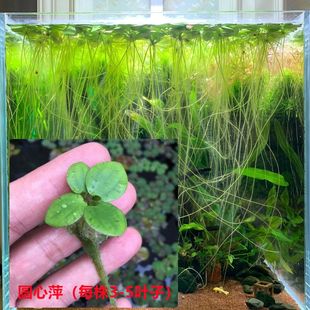 鱼缸浮浮性水草圆心圆形浮萍水生植物吸收NO2NO3氨氮活体净水植