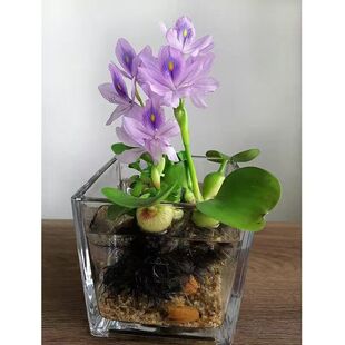 会开花水葫芦净化水质水族的好伴侣水生植物水草增氧水池绿化