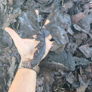 长白山腐熟橡树叶腐叶土纯腐叶大叶土