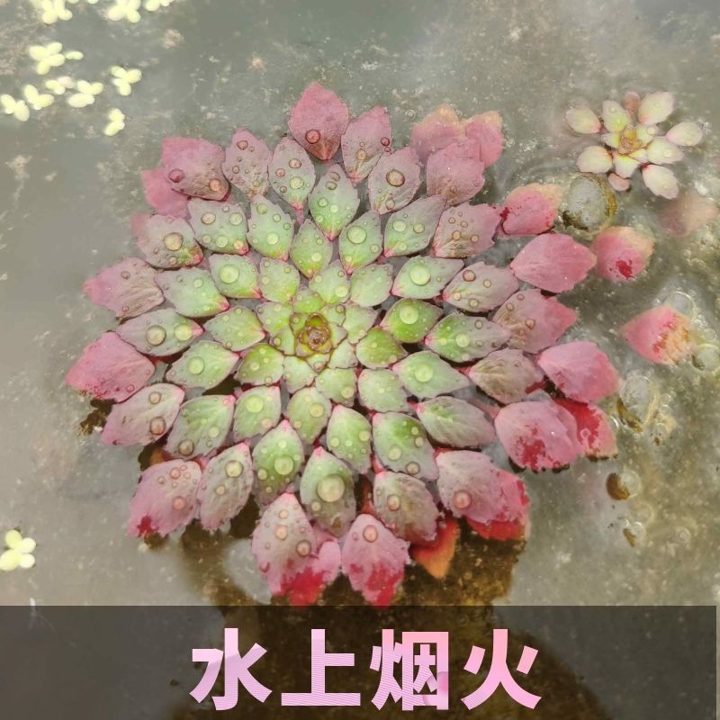 水上烟火水上植物水养黄华菱危地马拉水丁香浮萍水草鱼缸造景装饰