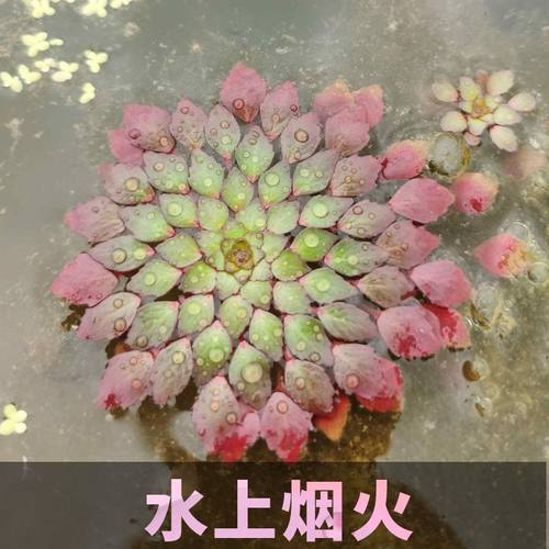 水上烟火水上植物水养黄华菱危地马拉水丁香浮萍水草鱼缸造景装饰