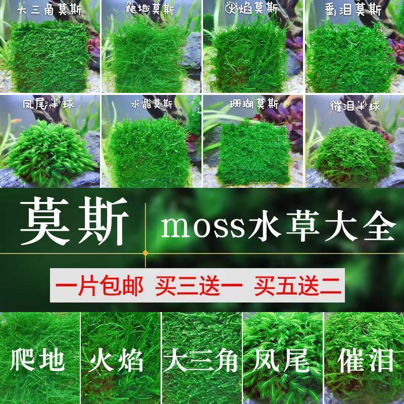 鱼缸阴性活体水草三角莫丝火焰珊瑚松茸莫斯水族箱造景前沉木包邮