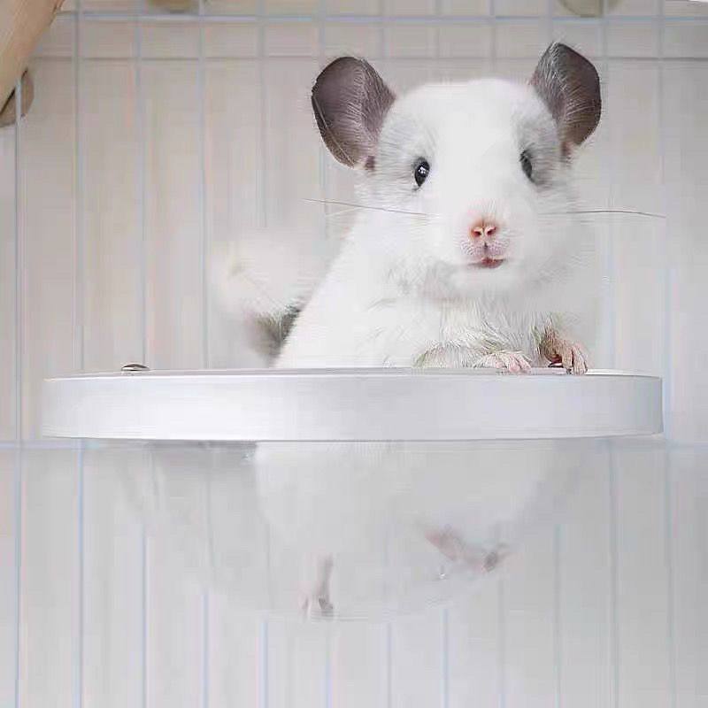 龙猫太空舱跳板透明半圆半球景观防啃包龙猫松鼠包边跳板龙猫玩具,宠物/宠物食品及用品,秋千,淘宝优惠券,粉丝福利购,淘宝优惠卷