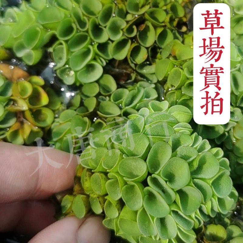 鱼缸水草肚兜萍浮萍净化水质除氨去油膜水培植物水养漂浮绿植造景