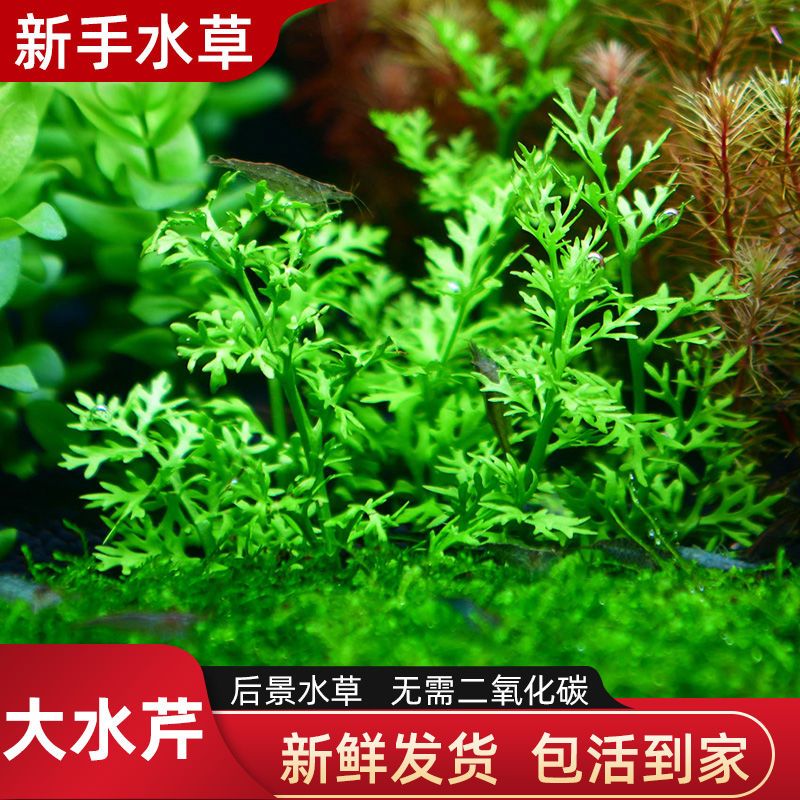 懒人淡水热带大水芹鱼缸装饰造景中后真水草活体有茎类水族箱