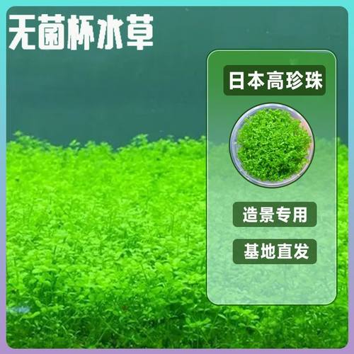 无菌杯水草日本高珍珠草鱼缸造景前景植物懒人后景增化水质