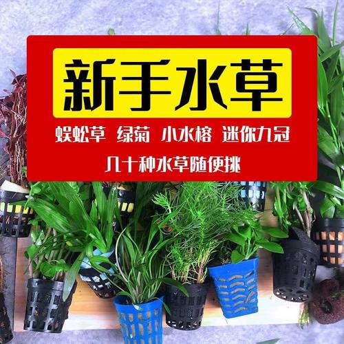 懒人水草鱼缸造景水榕丹麦榕淡水有茎后景草活体装饰增氧植物套餐