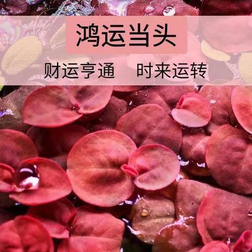 鱼池鱼缸造景水培植物水草植物鱼缸和鱼共养冒泡一莲水芙蓉水葫芦