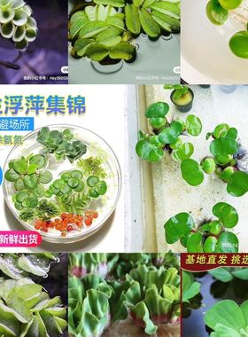 浮萍套餐组合鱼缸龟缸造景除氨懒人新手浮性真水草池塘净化水质