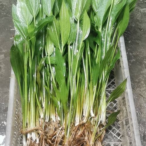 ada阿根廷皇冠绿植水草植物鱼缸龟缸水陆缸沼泽过滤水培挂篮