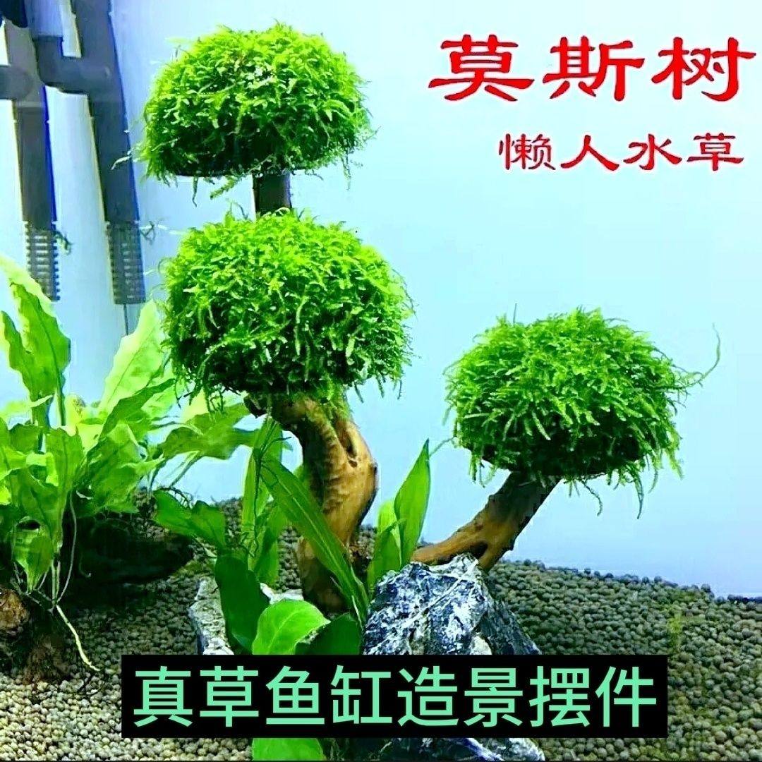 莫斯树鱼缸树真树沉木水草懒人造景无需底沙大蘑菇头鱼缸造景摆件