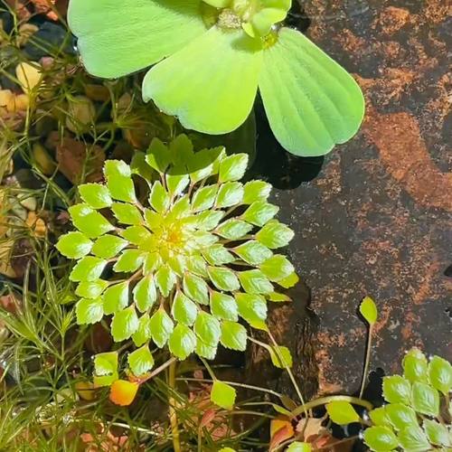 水上烟花危地马拉水养丁香烟火浮萍华菱黄花植物鱼缸造景水草懒人