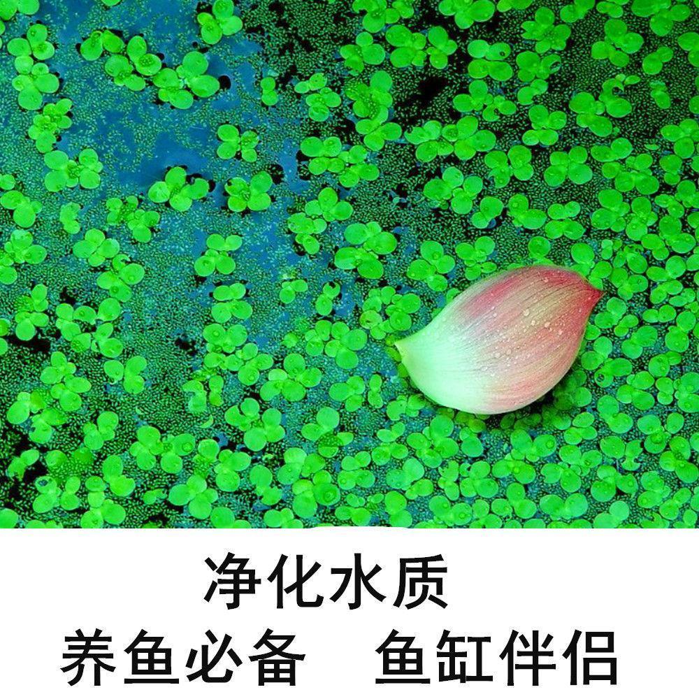 浮萍水草鱼缸造景小浮性活体紫背浮萍增化水质迷你植物