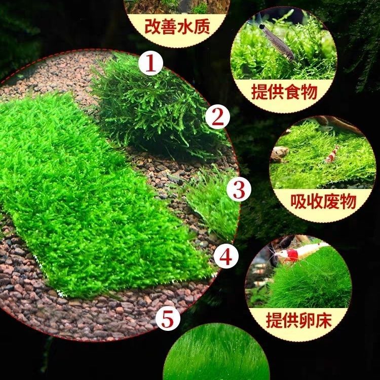 莫斯水草植物片鱼缸真草阴性大三角垂泪莫斯片8x8