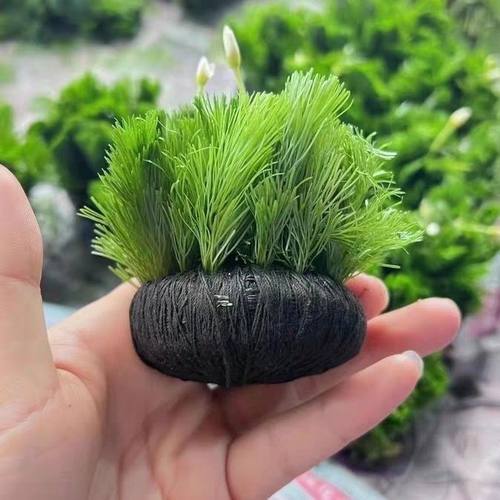 绿菊坨草懒人水草鱼缸增氧造景无需底砂净化水质金鱼藻好养耐活