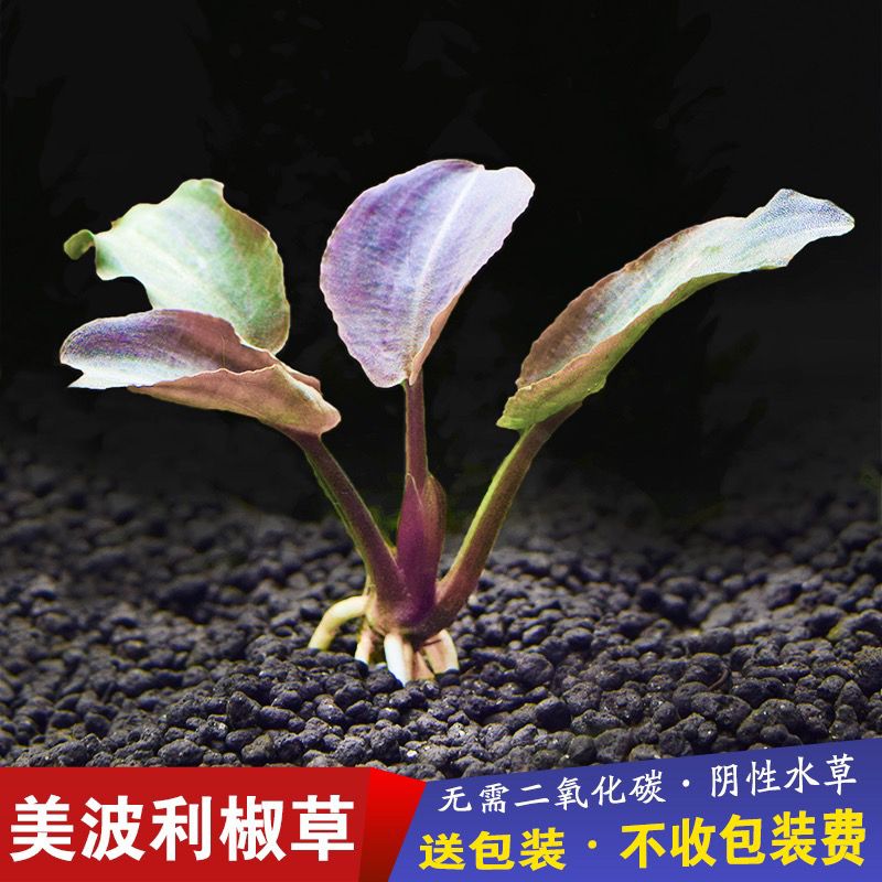 美波利椒草水草新鲜净化水培布景南美入门斗鱼懒人全套耐寒珍珠