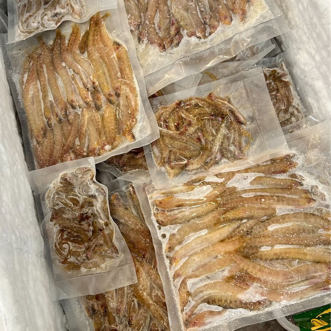 【麦创优选】海钓鱼饵高粱叶子船钓岸钓新鲜鱼饵恋钩黑鱼牙鲆鳗鱼