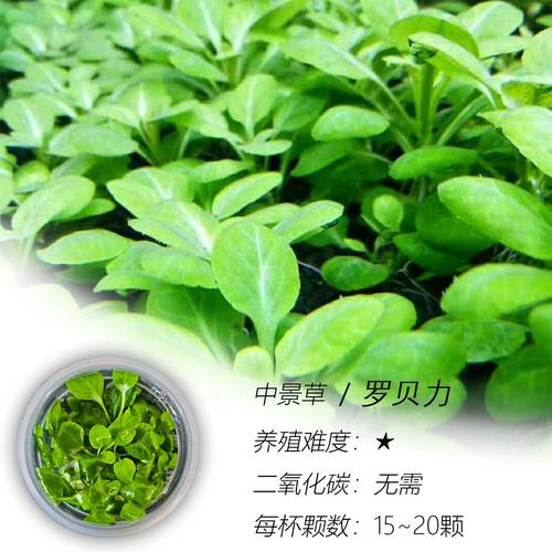 罗贝利水草无菌杯懒人阴性淡水中景水草生态鱼缸造景净化水质增氧