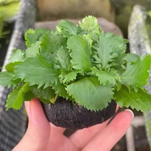 水罗兰坨草水草淡水植物活体鱼缸造景增化水质新手懒人