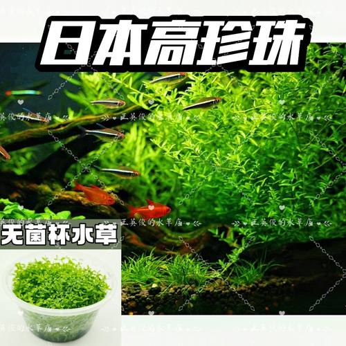 日本高珍珠草缸鱼缸造景无菌杯中后景阴性水草新手