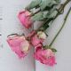少女粉红稀有玫瑰干花天然真花A级大花苞家居装 饰插花女神节礼物