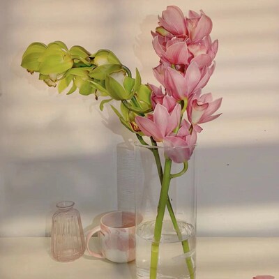 大花蕙兰鲜切花带花苞办公室客厅摆F件室内水培惠兰年宵花送礼佳