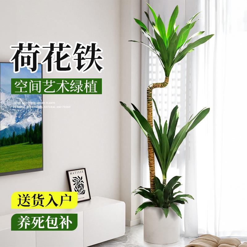 荷花铁美人客厅绿植荷兰铁盆栽龙血树室内大型植物四季好养活禄植