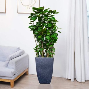 圆叶福禄桐盆栽老桩羽叶金钱兜客厅落地盆景四季常青钱串子大绿植