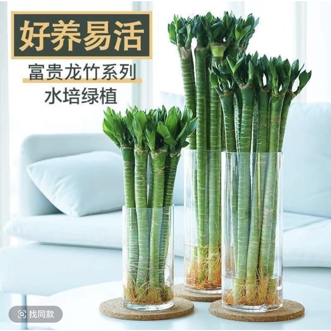 文昌竹龙竹带根水养富贵转运竹节节高水培室内客厅植物