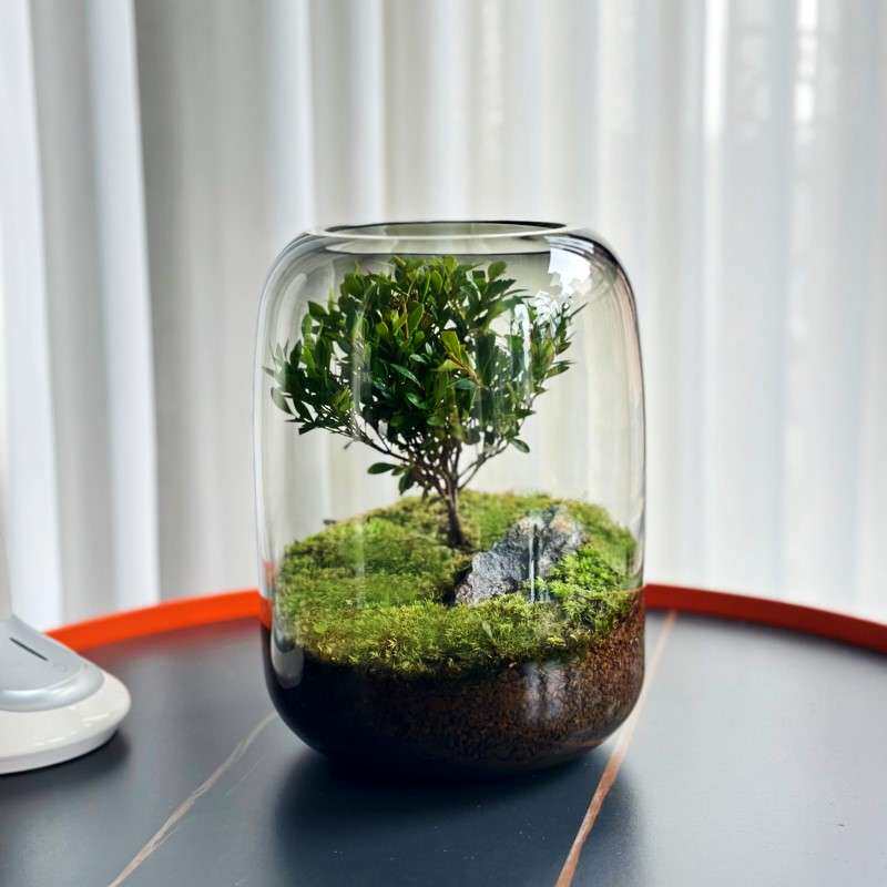 生命之树创意桌面苔藓微景观成品盆景懒人好养鲜活绿植生态瓶盆栽
